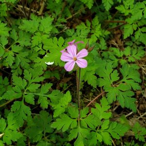 small five-petaled pink flower above fern like foliage