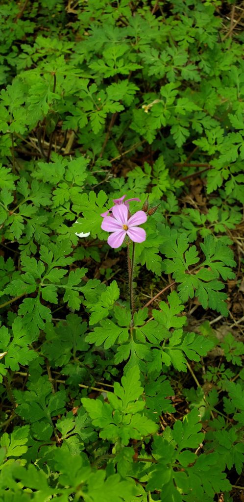 small five-petaled pink flower above fern like foliage