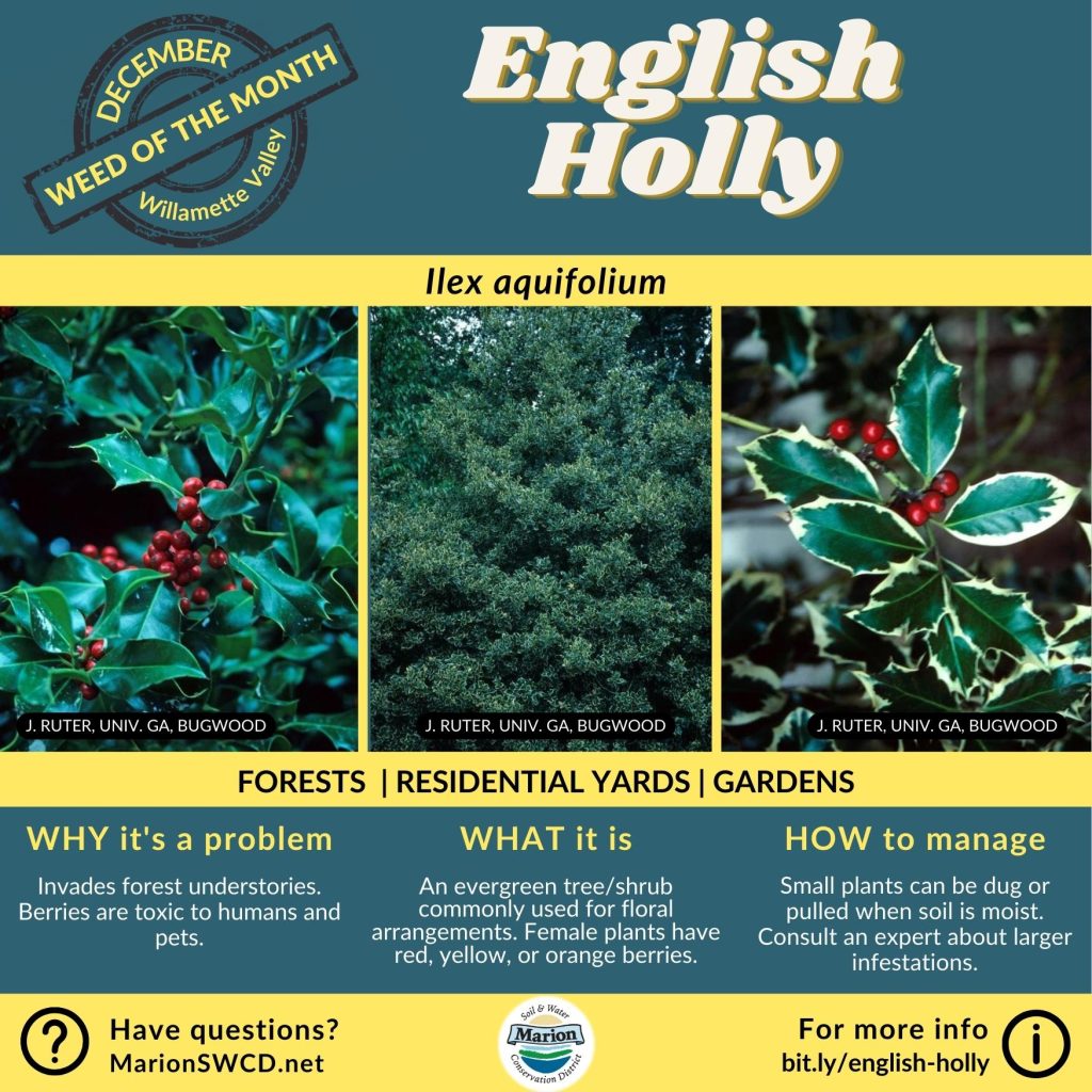 Square green and yellow flyer for English Holly showing three images: one with green waxy leaves and red berries, one of the bushy tree form, and one of white edged variegated leaves and red berries.