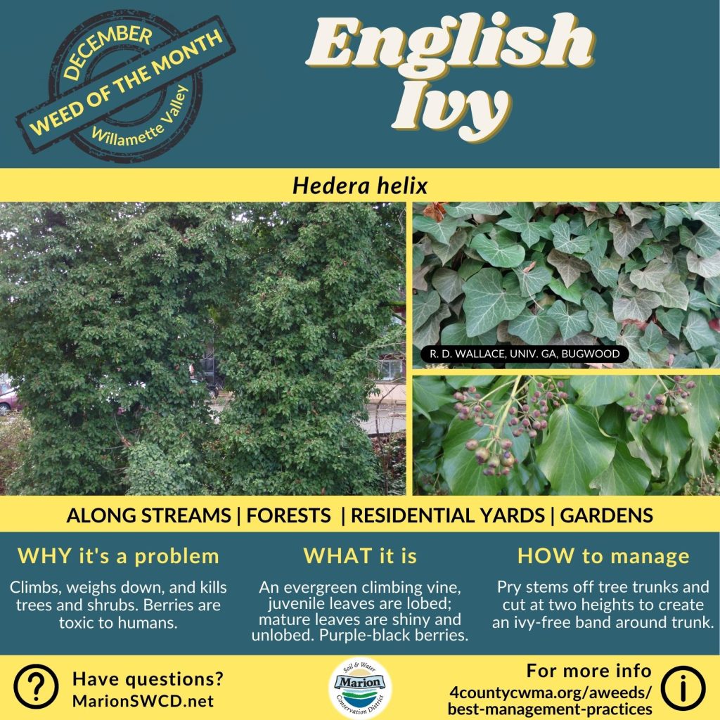 Green and yellow flyer for weed of the month English ivy shows the vine overtaking a tree as well as the juvenile and adult leaves. Juvenile leaves are more palmate and adult leaves are more cordate. Adult leaves and under ripe green berries in image.