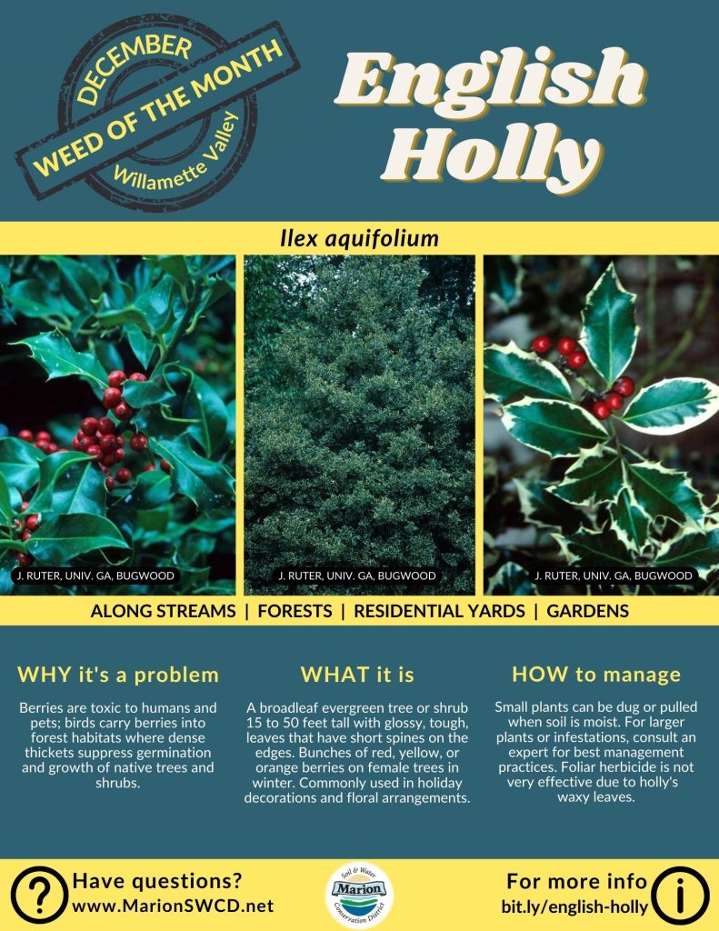 green and yellow flyer for English Holly showing three images: one with green waxy leaves and red berries, one of the bushy tree form, and one of white edged variegated leaves and red berries.
