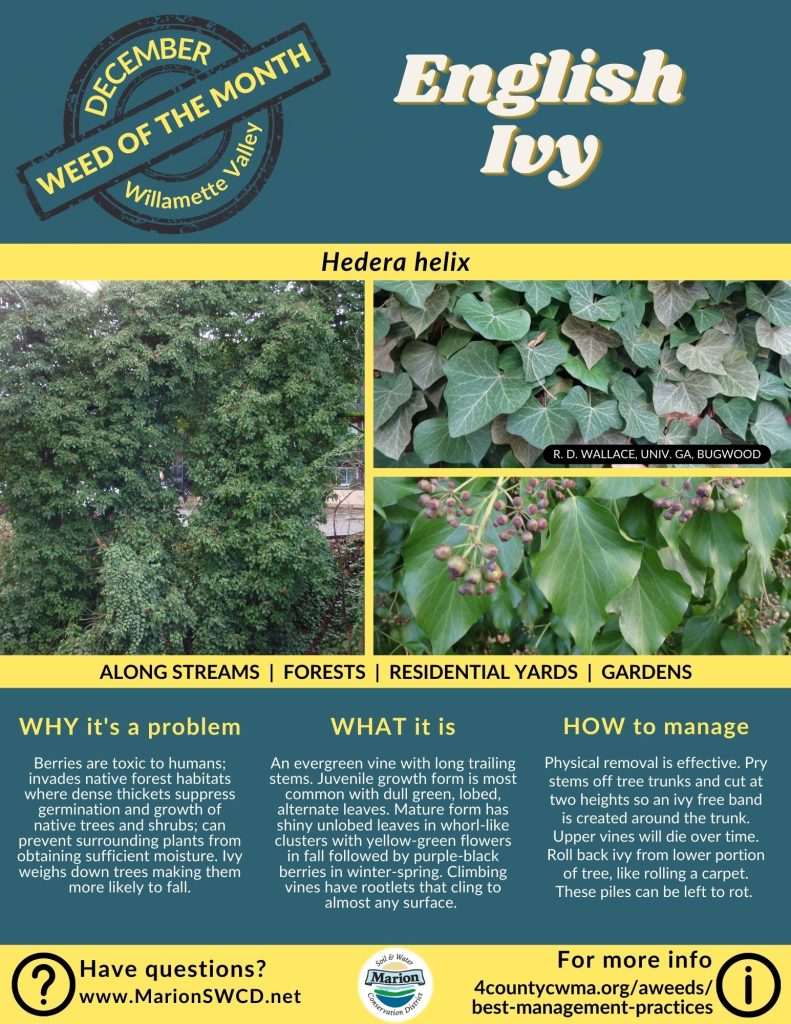 Green and yellow flyer for weed of the month English ivy shows the vine overtaking a tree as well as the juvenile and adult leaves. Juvenile leaves are more palmate and adult leaves are more cordate. Adult leaves and under ripe green berries in image.