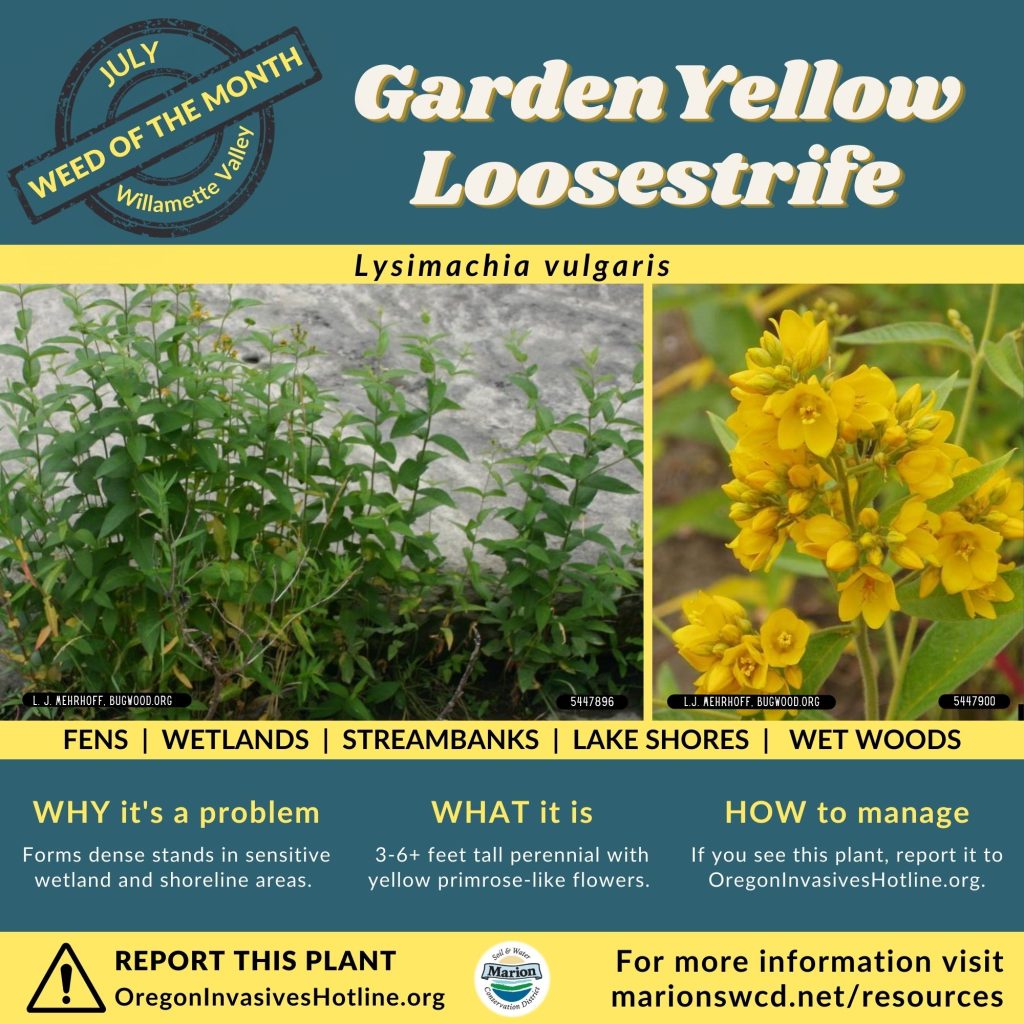 Square green and yellow flyer for garden yellow loosestrife shows lance shaped leaves and clusters of small yellow flowers