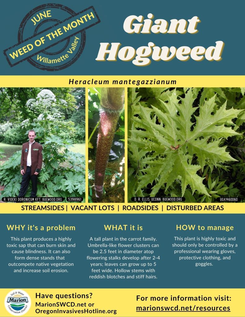 A green and yellow flyer showing images of giant hogweed: the whole plant behind a person, the fuzzy red splotched stem, and the large pointy lobed leaf.