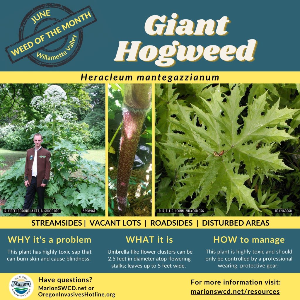 A square green and yellow flyer showing images of giant hogweed: the whole plant behind a person, the fuzzy red splotched stem, and the large pointy lobed leaf