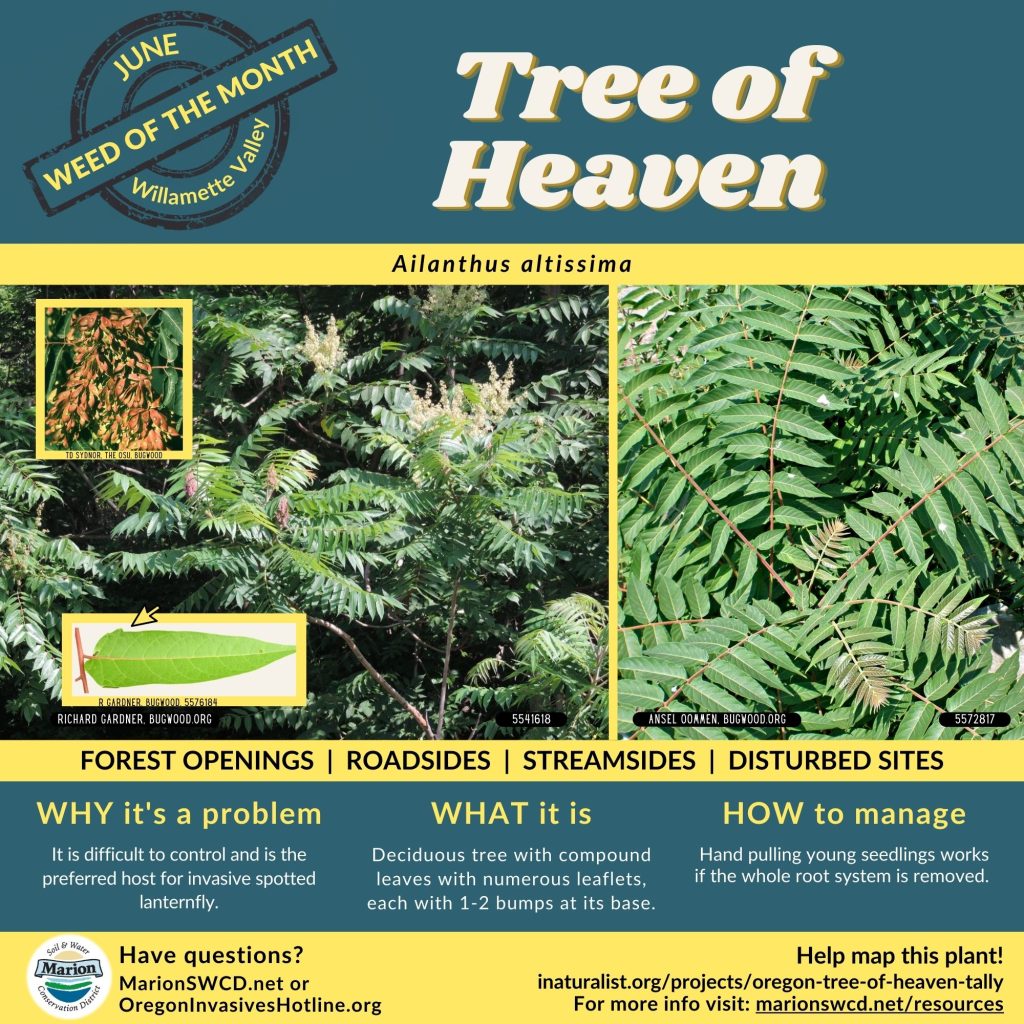 Square green and yellow flyer for tree of heaven shows images of its compound leaves with many leaflets that have 1-2 bumps at the leaf base.