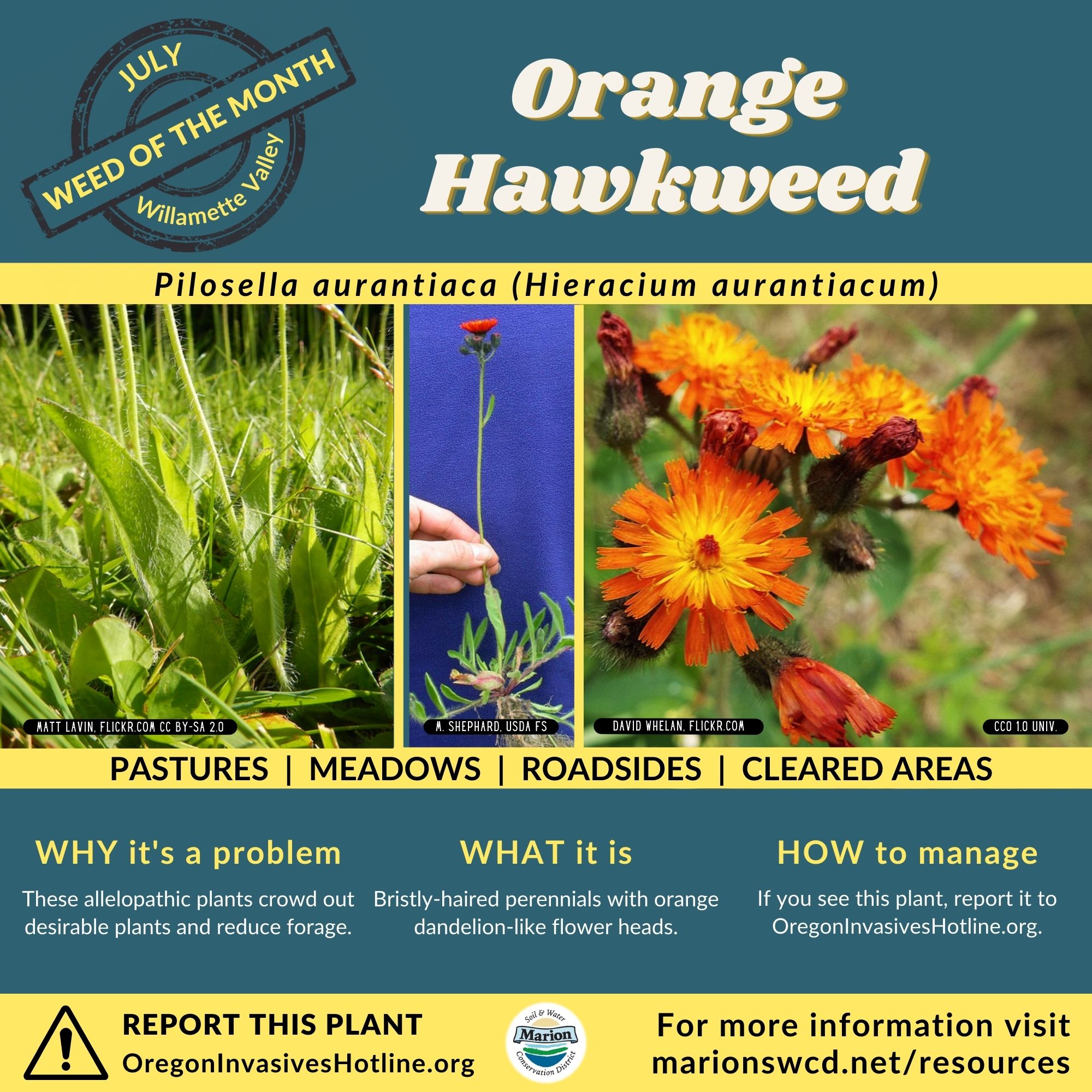 Weed of the Month Orange Hawkweed Marion SWCD