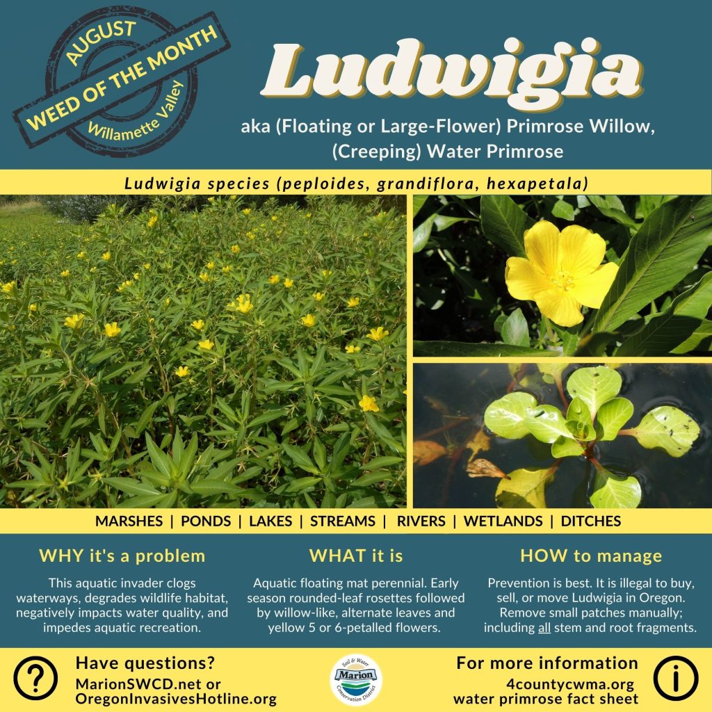 Square green and yellow flyer with images of Ludwigia showing the spoon shaped rosettes of leaves floating on water surface and 5-6 petalled yellow flowers with lance shaped leaves reminiscent of willow leaves.