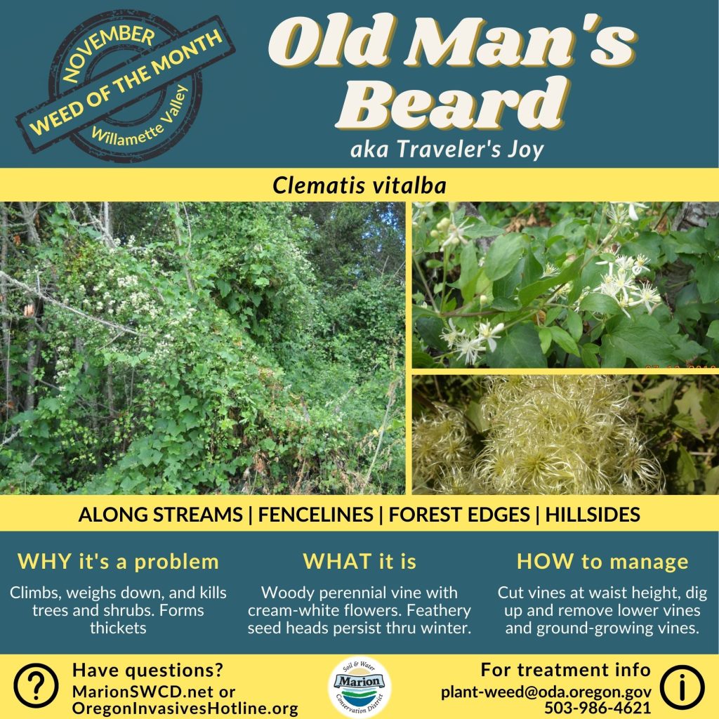 A square green and yellow flyer for weed of the month old man's beard  - a vine that climbs and consumes trees and has small white clematis flowers and hairy looking seed heads.