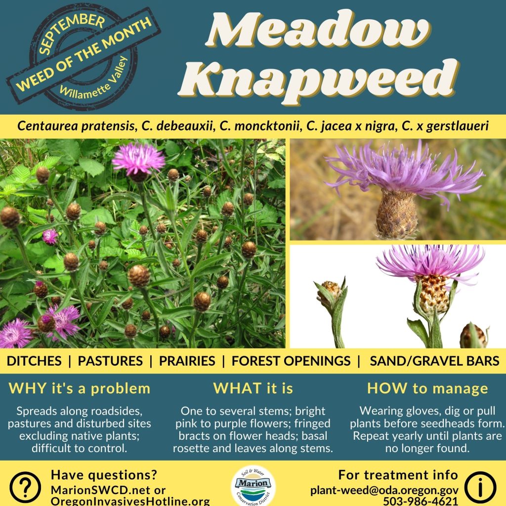 Square green and yellow flyer for meadow knapweed shows purple thistle like flower heads with hairy bracts.