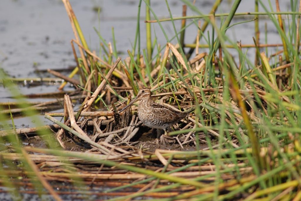 The mottled feathers of Wilson’s snipe help them blend in with marsh.