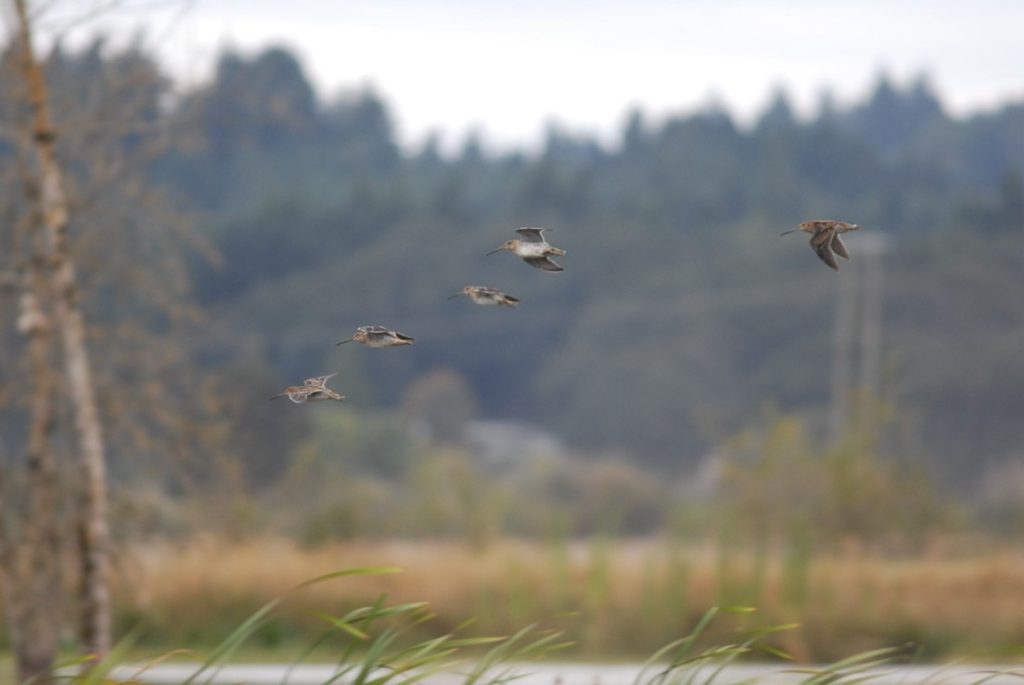 Wilson’s snipe in flight over a Marion Co. wetland.