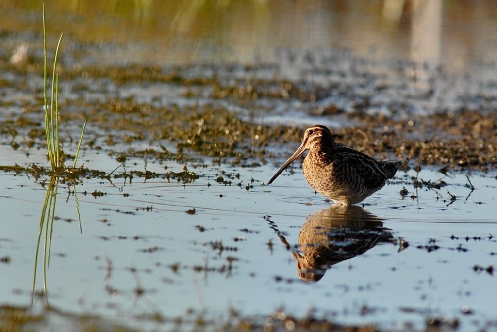 Wilson’s snipe on a mudflat near Turner, Marion Co., Oregon.