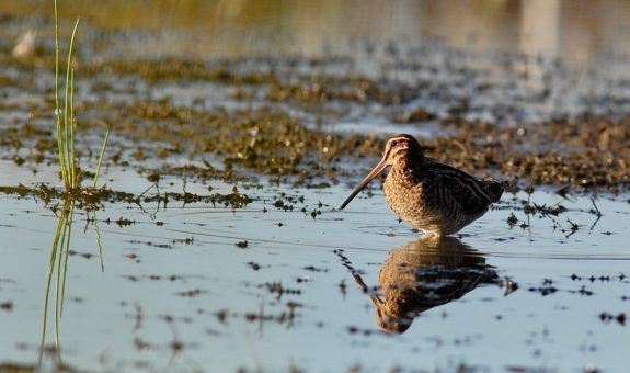 Wilson’s snipe on a mudflat near Turner, Marion Co., Oregon.