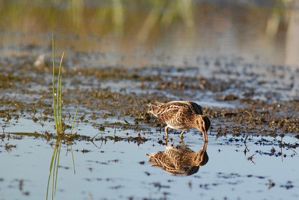 Wilson’s snipe feed by probing their long bills in the mud to find invertebrates, usually larvae of insects like midges.