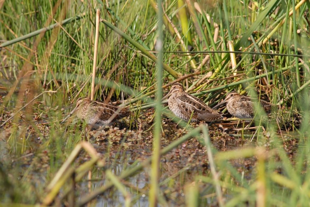 This September photo of snipe resting on a Marion Co. wetland was likely during their southern migration. 