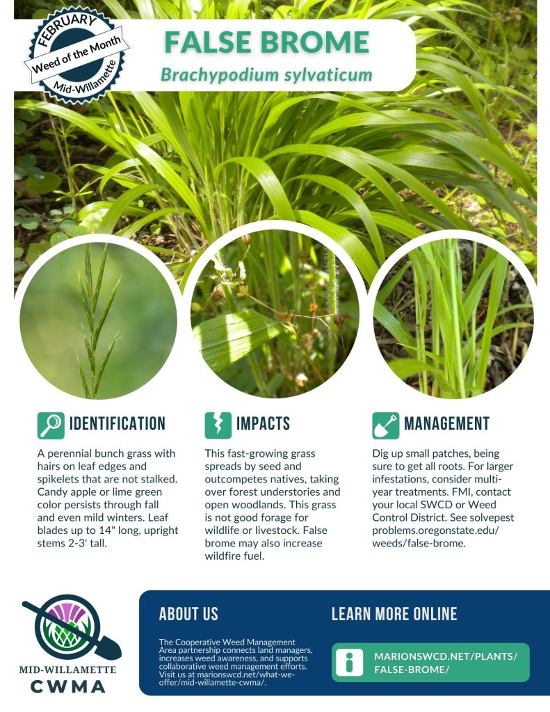 A flyer for weed of the month false brome showing this bunch grass with hairs on leaf edges and spikelets that are not stalked. Signature candy apple or lime green color persists through fall and even mild winters. Leaf blades up to 14" long, upright stems 2-3' tall.