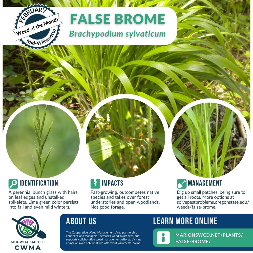 A flyer for weed of the month false brome showing this bunch grass with hairs on leaf edges and spikelets that are not stalked. Signature candy apple or lime green color persists through fall and even mild winters. Leaf blades up to 14" long, upright stems 2-3' tall.