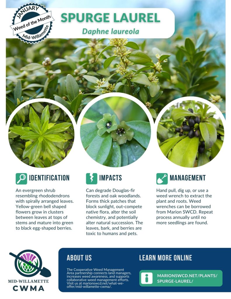 Spurge Laurel  flyer with images showing its waxy evergreen, rhododendron-like leaves in whorls and small black fruits