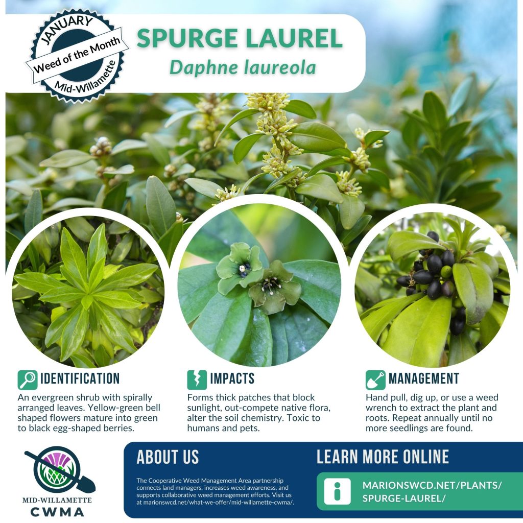 Spurge Laurel square flyer with images showing its waxy evergreen, rhododendron-like leaves in whorls and small black fruits