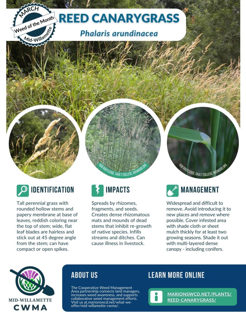 A flyer for weed of the month reed canarygrass (RCG) that shows four images of RCG. One is of a patch of RCG, one is of a seedhead spike that is rather plume-like, one has more open seed heads, and one shows the  leaf blade sticking out at a 45 degree angle from the stem.