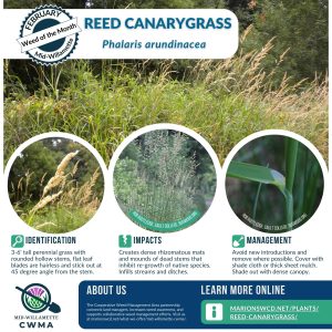 A flyer for weed of the month reed canarygrass (RCG) that shows four images of RCG. One is of a patch of RCG, one is of a seedhead spike that is rather plume-like, one has more open seed heads, and one shows the leaf blade sticking out at a 45 degree angle from the stem.
