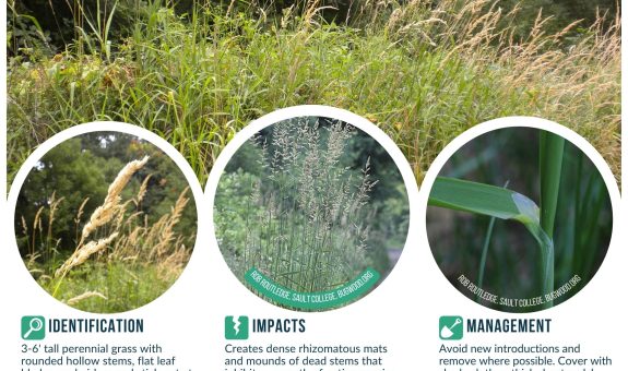 A flyer for weed of the month reed canarygrass (RCG) that shows four images of RCG. One is of a patch of RCG, one is of a seedhead spike that is rather plume-like, one has more open seed heads, and one shows the leaf blade sticking out at a 45 degree angle from the stem.