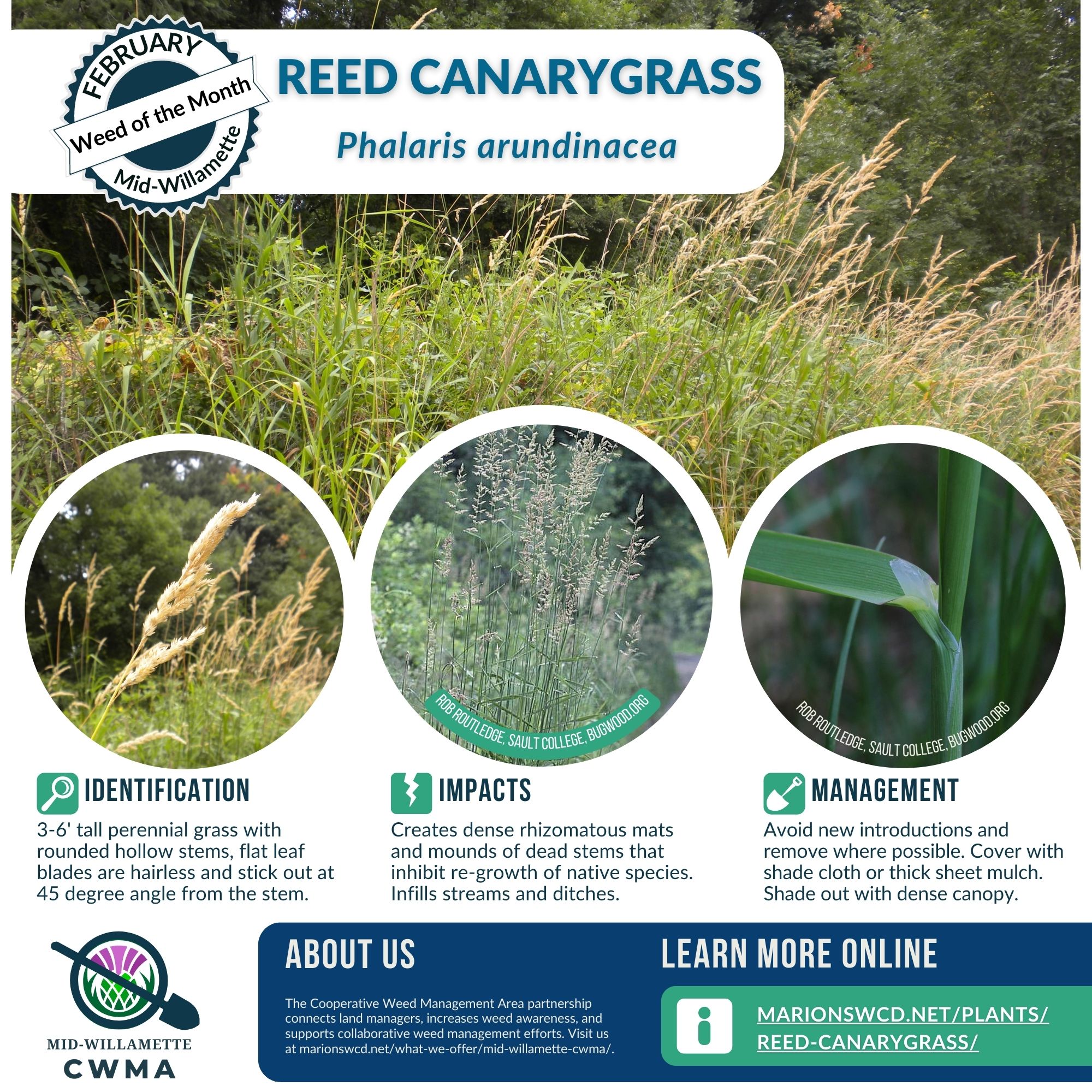 Weed of the Month Reed Canarygrass Marion SWCD