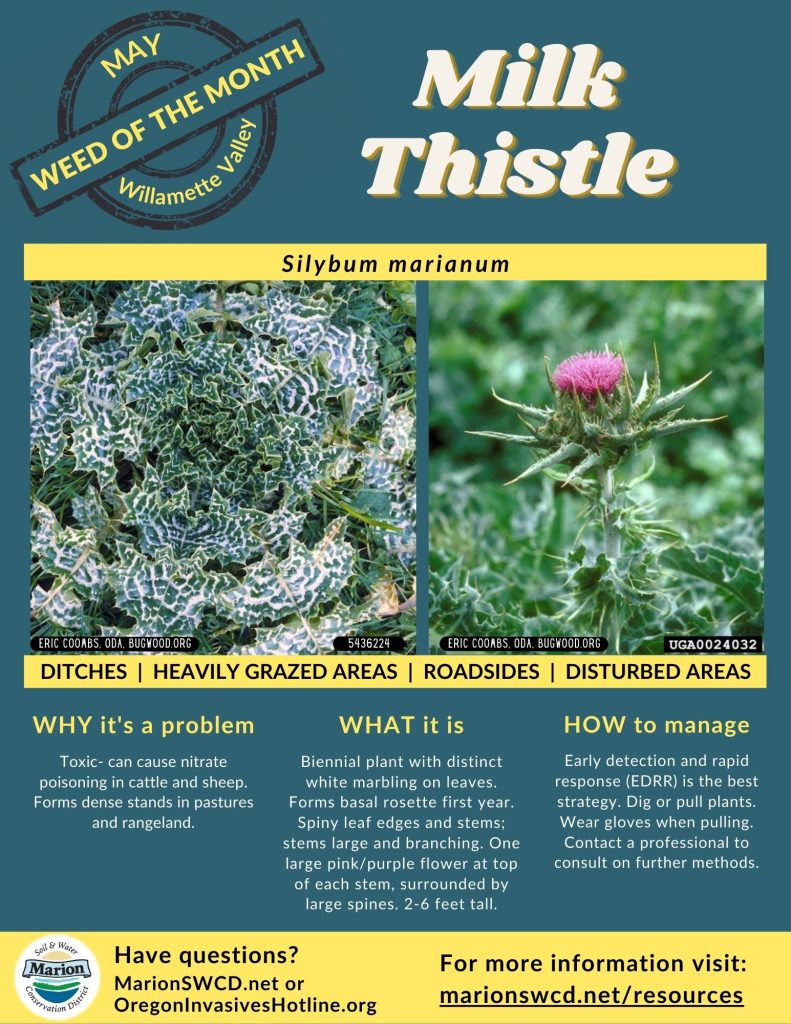 Milk thistle flyer showing  large white-marbled thistle leaves and large pink thistle flower.