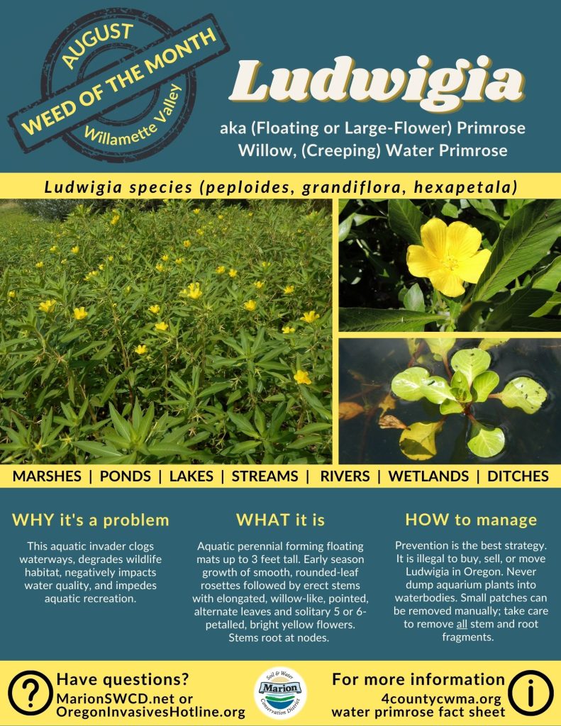 Green and yellow flyer with images of Ludwigia showing the spoon shaped rosettes of leaves floating on water surface and 5-6 petalled yellow flowers with lance shaped leaves reminiscent of willow leaves.