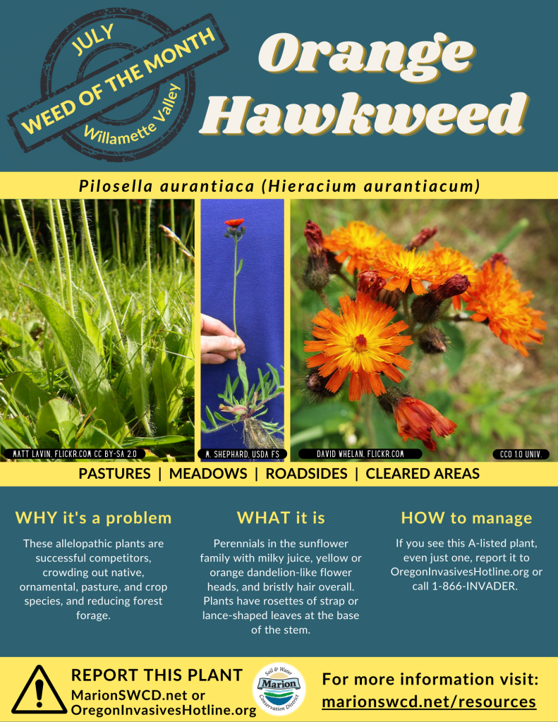 Green and yellow flyer for orange hawkweed shows images of yellowy orange centered orange petalled disk and ray flowers and lance shaped leaves at base of stems.
