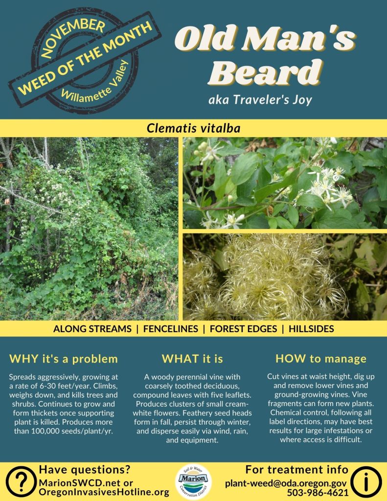 A green and yellow flyer for weed of the month old man's beard  - a vine that climbs and consumes trees and has small white clematis flowers and hairy looking seed heads.