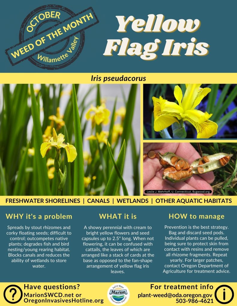 Green and yellow social media graphic for weed of the month yellow flag iris showing yellow iris flowers and large seed pods with corky seeds that can float.