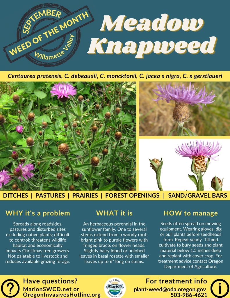 Green and yellow flyer for meadow knapweed shows purple thistle like flower heads with hairy bracts.