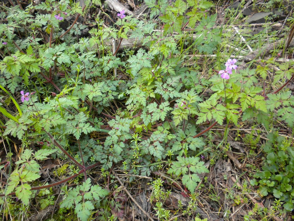 fern like foliage and pink 5-petalled flowers of low-growing Herb Robert