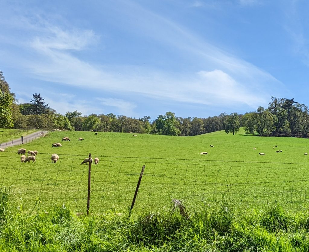 sheep grazing on pasture