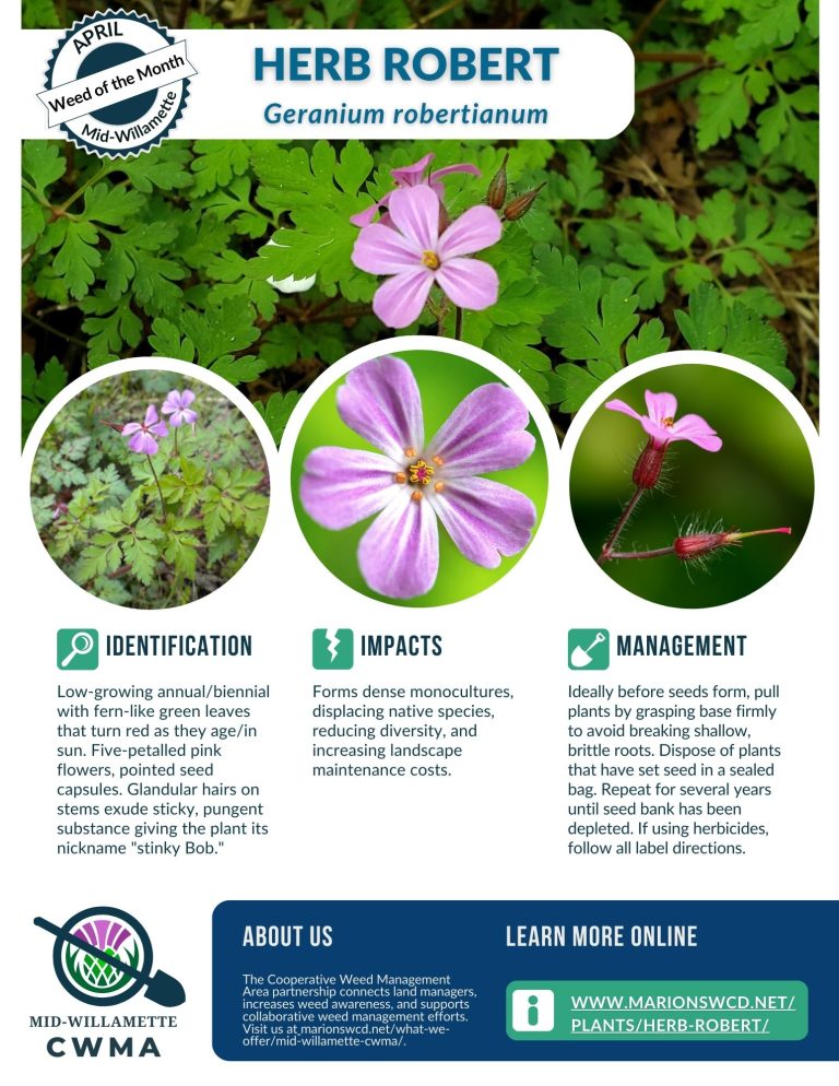Weed of the Month Herb Robert Marion SWCD