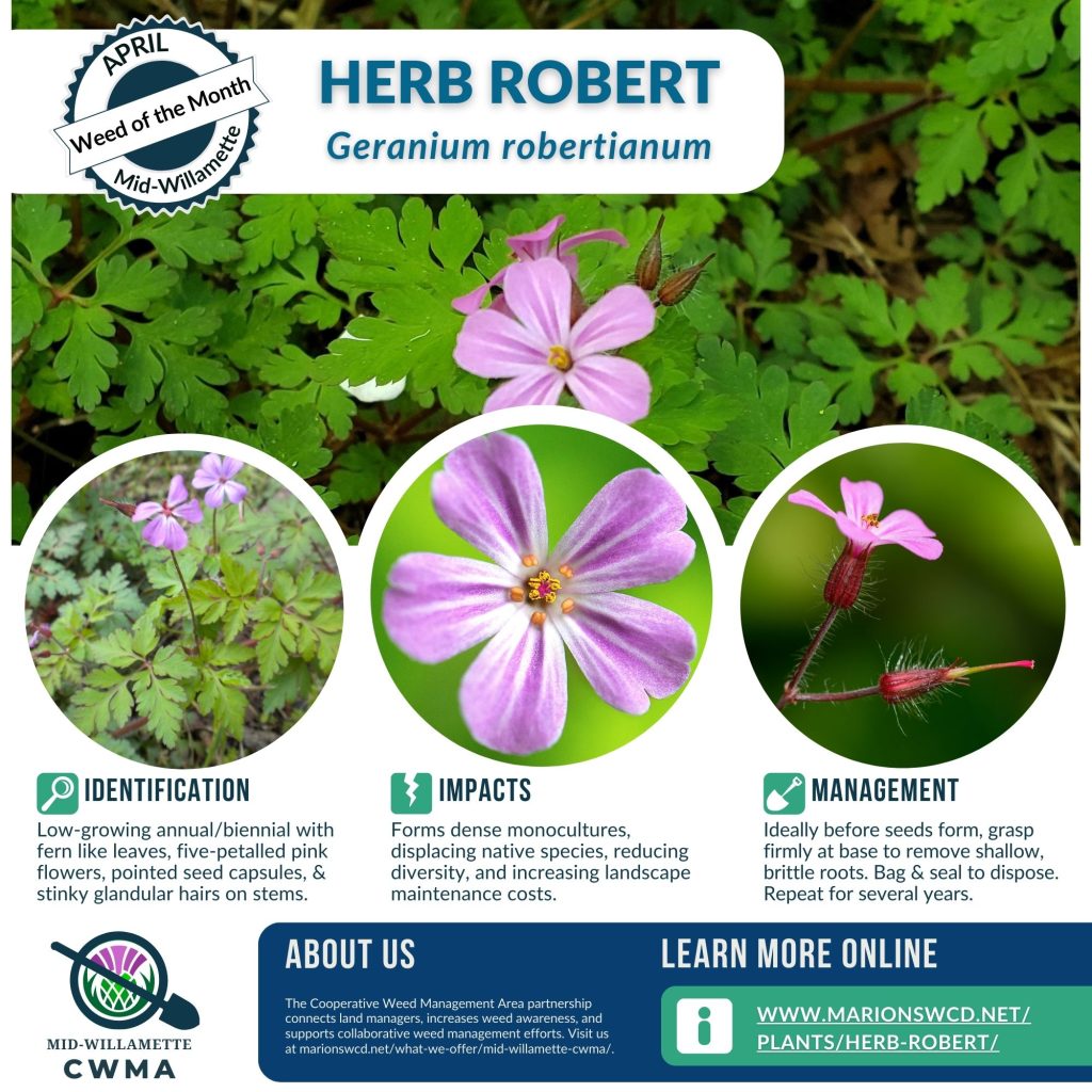 Square social media graphic for Mid-Willamette CWMA’s April 2023 Weed of the Month Flyer for Herb Robert