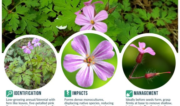 Mid-Willamette CWMA’s April 2023 Weed of the Month Flyer for Herb Robert