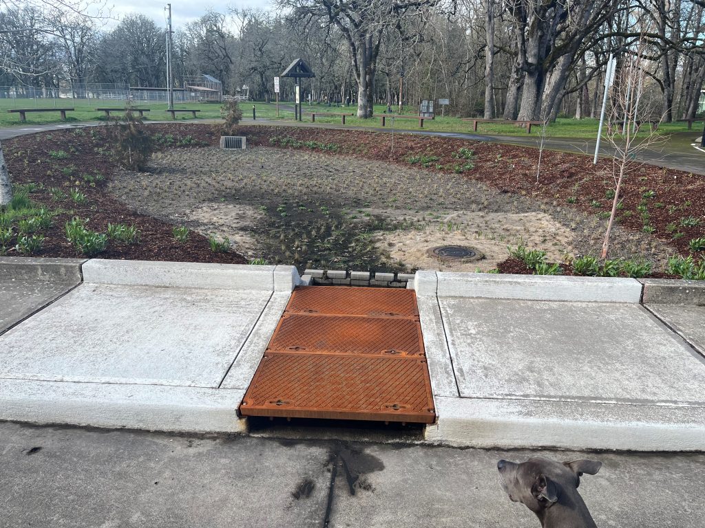 Looking from the parking lot into the rain garden.