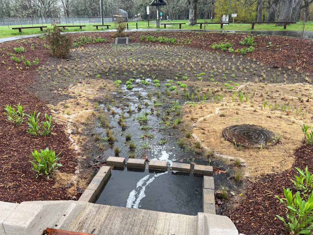 a bowl-shaped rain garden at Bush's Pasture Park with sedges planted in the lowest areas and other forbs and shrubs up higher. Photo taken looking down from the cement inflow feature.