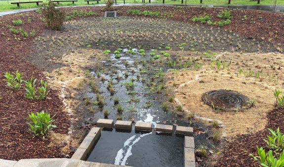 a bowl-shaped rain garden at Bush's Pasture Park with sedges planted in the lowest areas and other forbs and shrubs up higher. Photo taken looking down from the cement inflow feature.