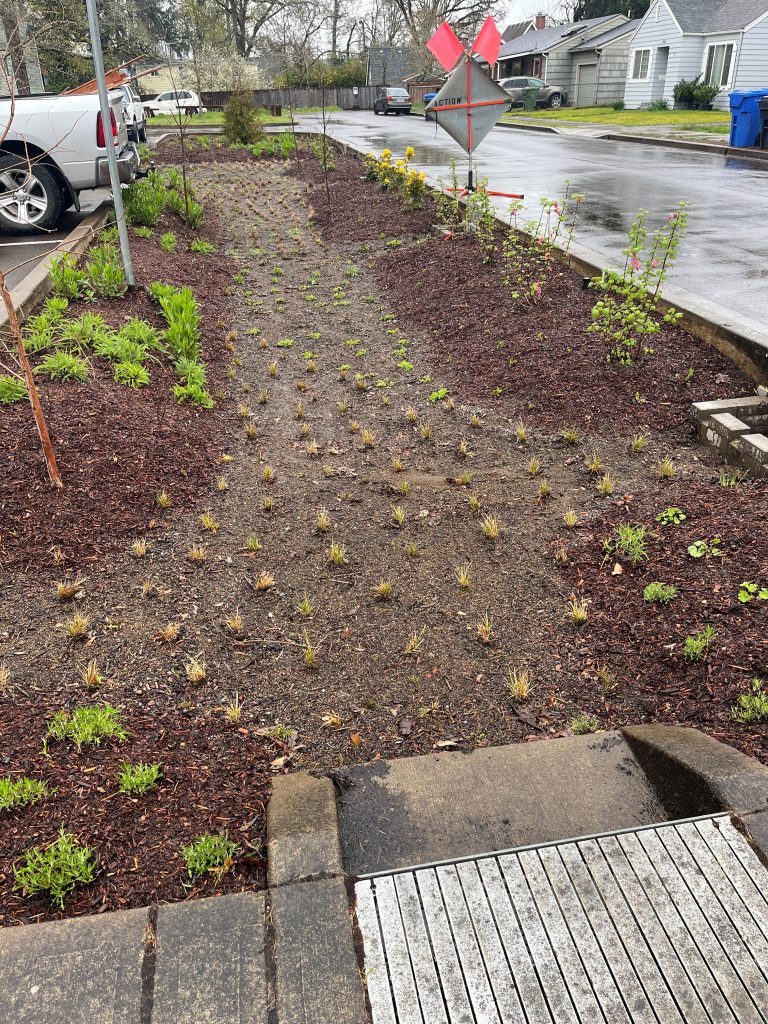 This bioswale slows the flow of water leaving the parking lot at Bush's Pasture park.