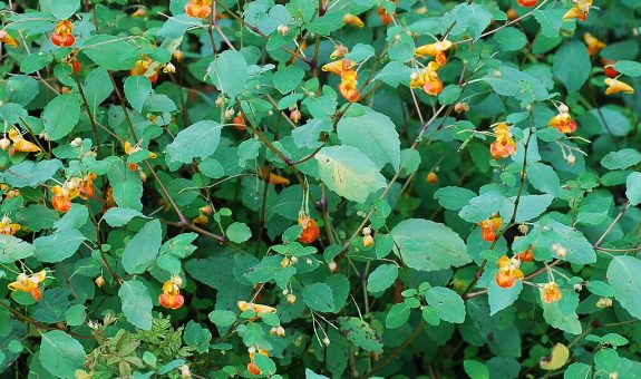 a whole spotted jewelweed plant with green oblong to egg shaped leaves and red-spotted orange flowers