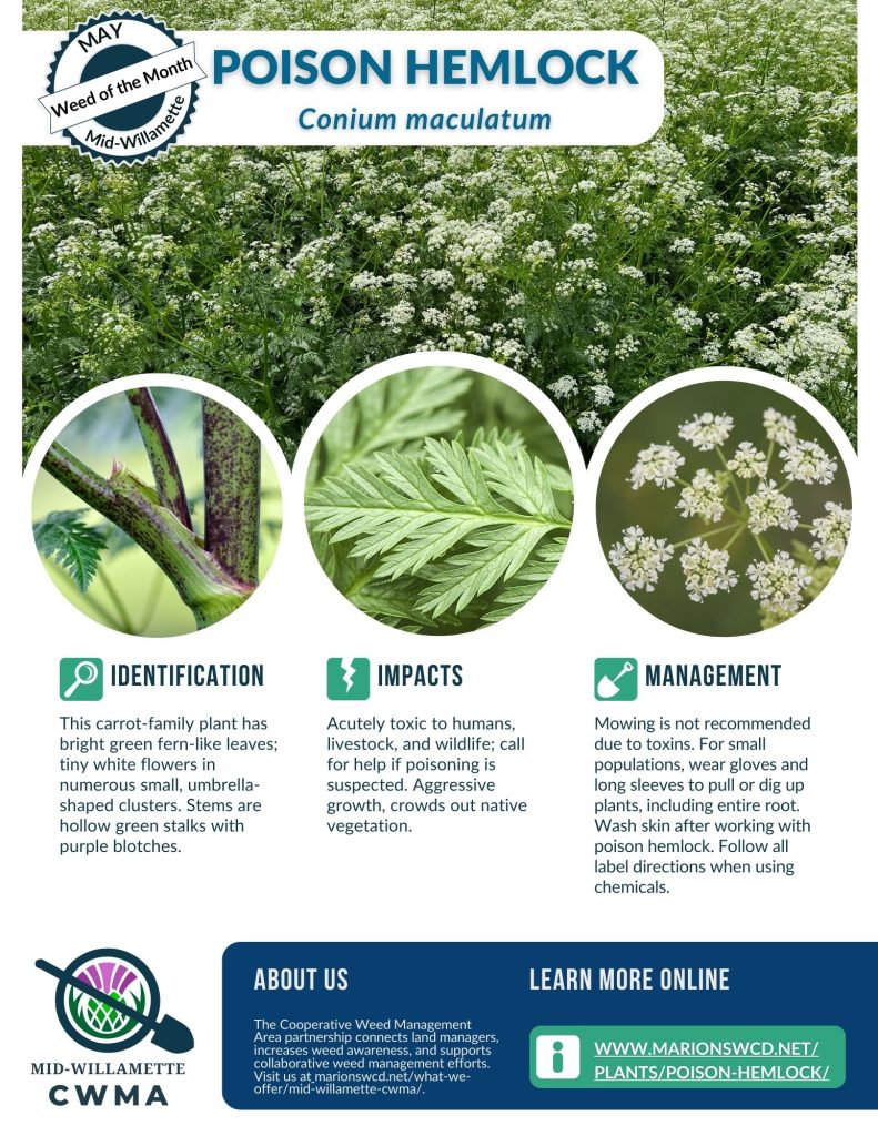 A .jpg file showing the umbel shaped white flowers, fern-like leaves, and purple-blotched stems of poison hemlock.