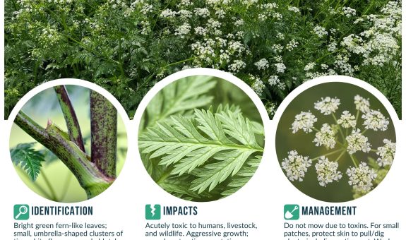 A .jpg file showing the umbel shaped white flowers, fern-like leaves, and purple-blotched stems of poison hemlock.