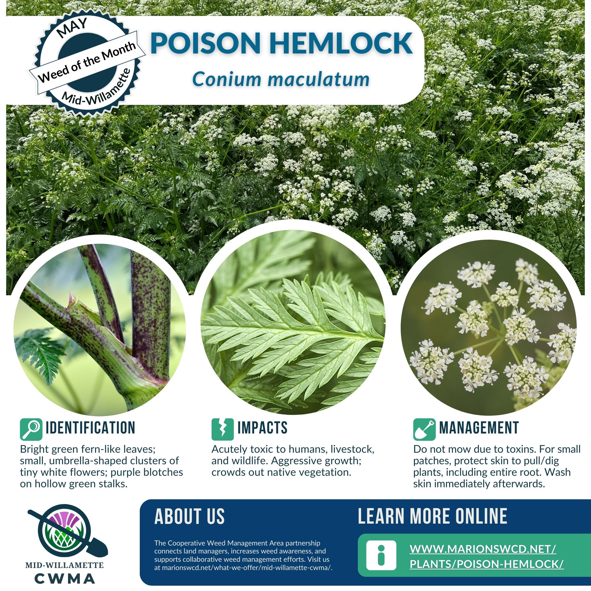 Hemlock leaves