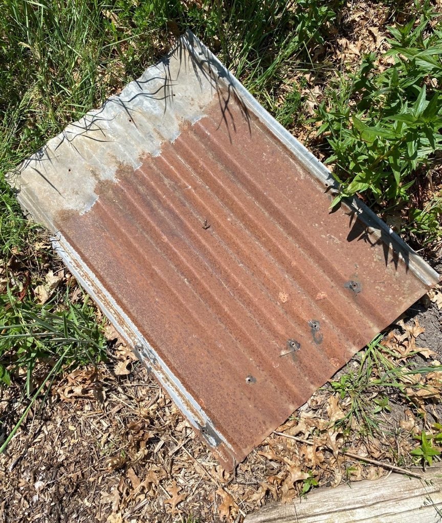 Placing an old piece of roofing tin or plywood in an out of the way place on your property is an easy way to provide some habitat for garter snakes.