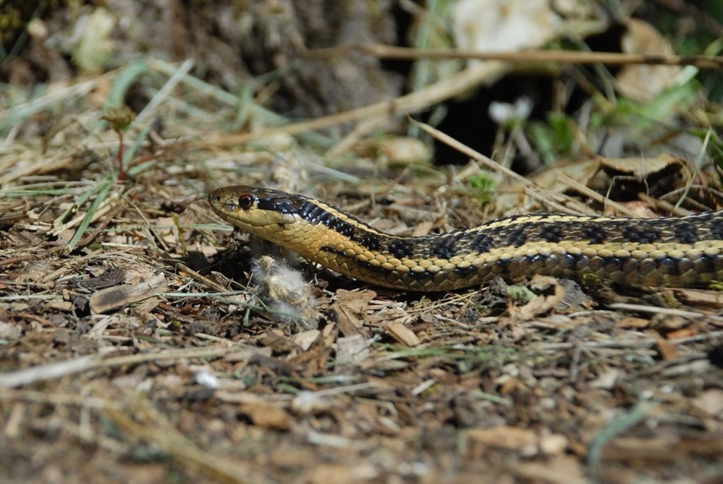 Northwestern garter snakes specialize in eating slugs and other invertebrates.
This is a yellow striped version, but these snakes are highly variable and may also have red, orange or even blue stripes.