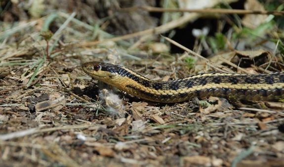 Northwestern garter snakes specialize in eating slugs and other invertebrates. This is a yellow striped version, but these snakes are highly variable and may also have red, orange or even blue stripes.